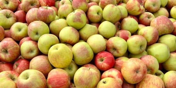 Fall apples